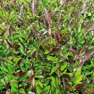 紫娟茶苗紫娟红茶苗黑紫娟茶树苗普洱茶云南大叶种茶树苗紫色树苗