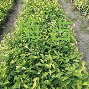 梅占茶苗梅尖茶苗红茶茶苗绿茶乌龙茶白茶苗高香型茶叶