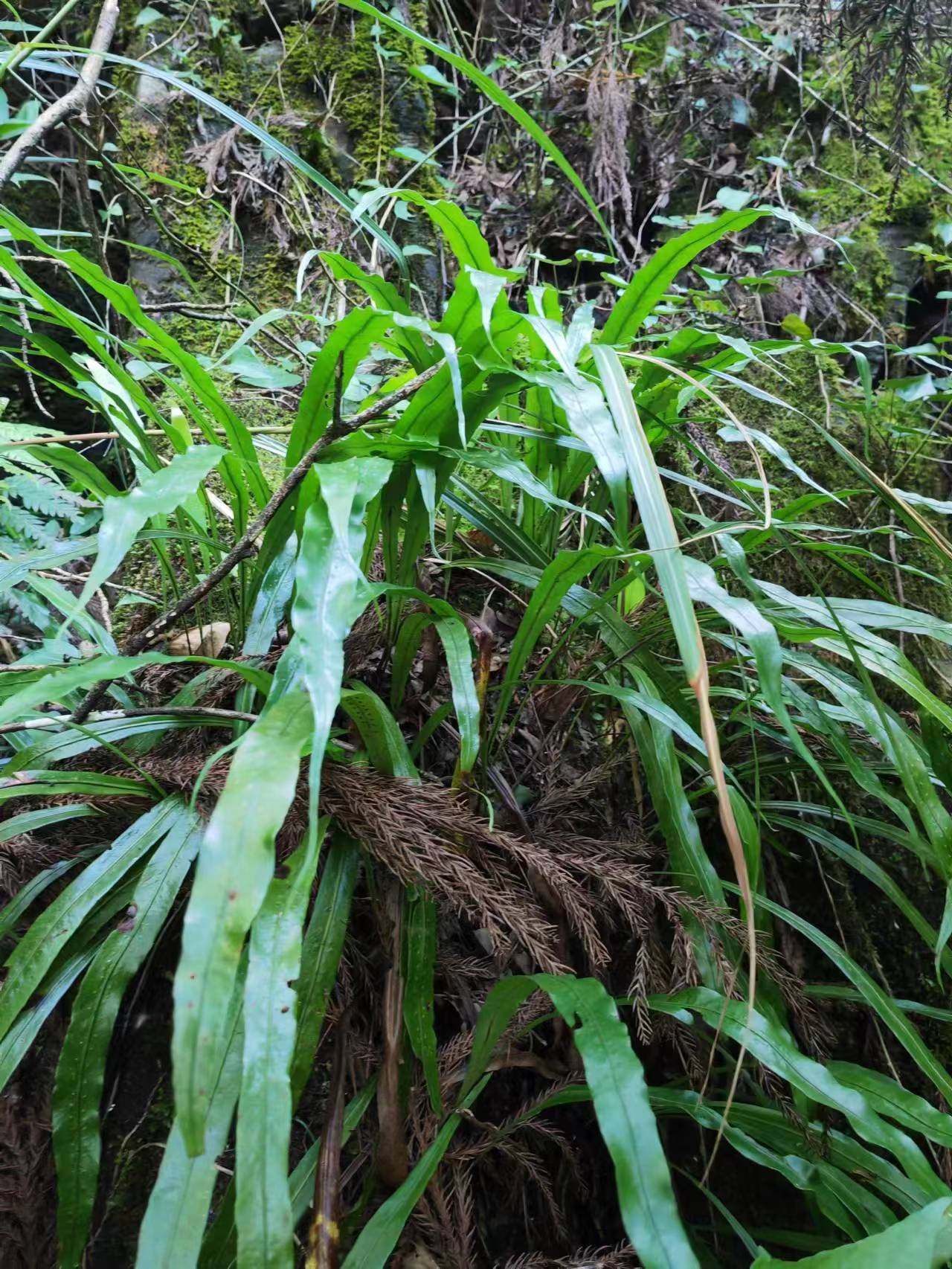 深山现采中草药七星剑凤尾金星旋鸡尾排骨草七星草大叶骨排草500g