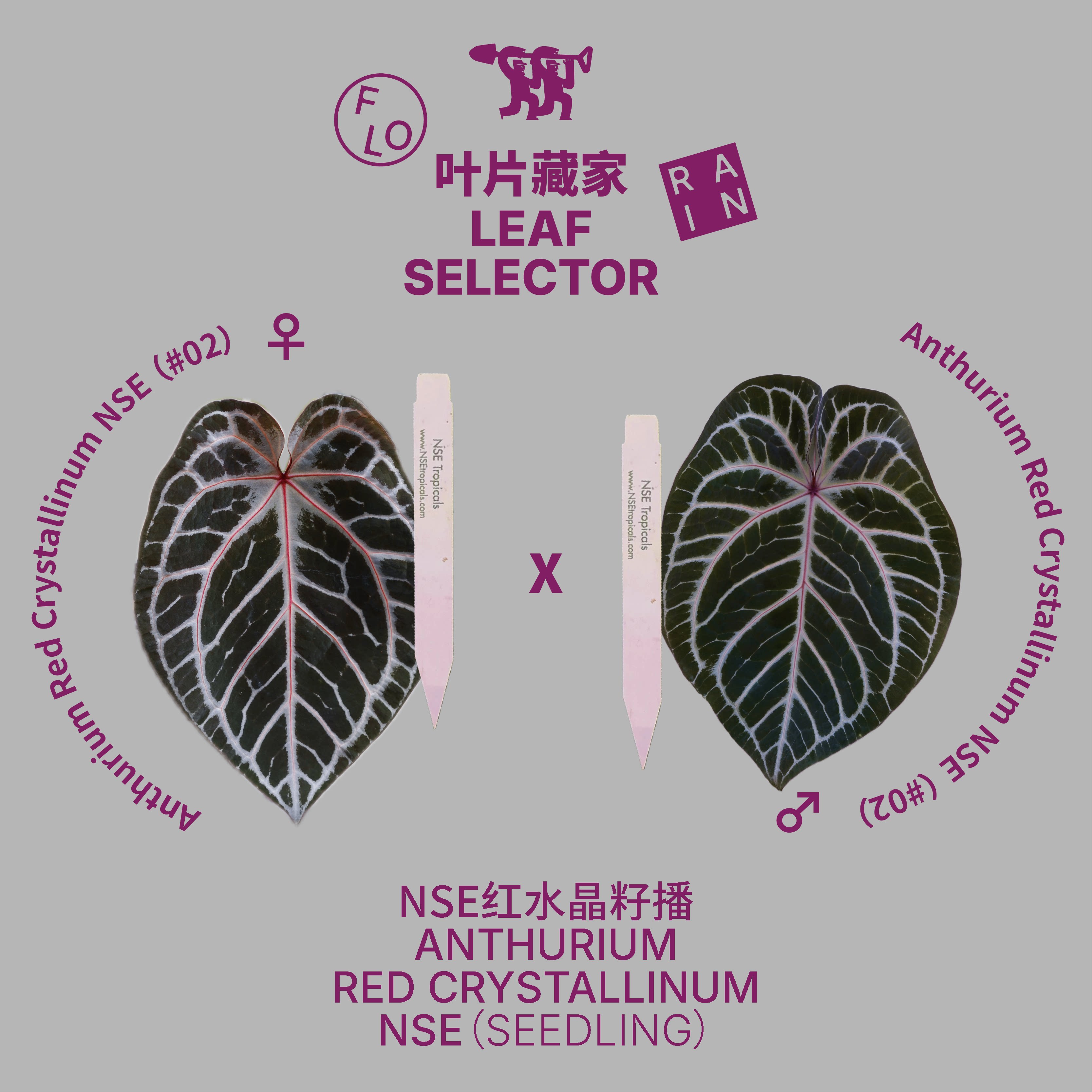 Florain干湿循环   NSE红水晶籽播 花烛天南星科