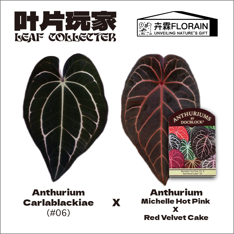 卉霖Florain 卡拉杂Michelle Hot Pink x Red Velvet Cake 随机发