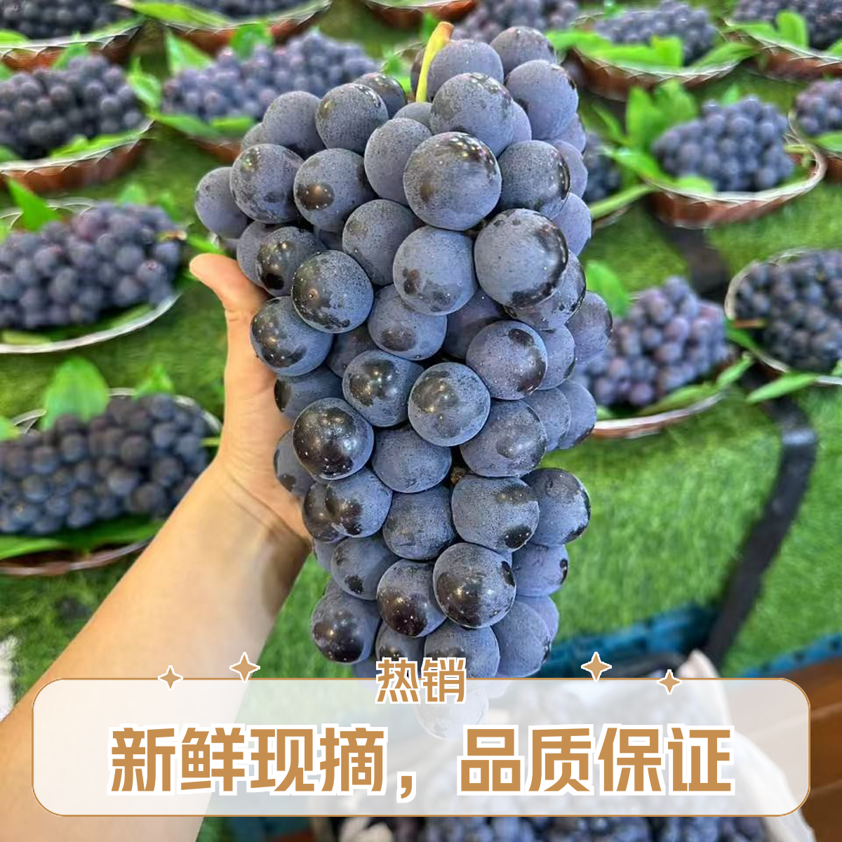 云南无籽夏黑葡萄新鲜当季无核黑提孕妇时令水果整箱黑加仑南方