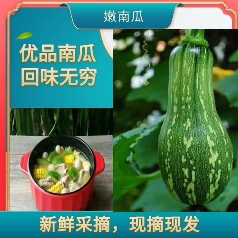 云南新鲜现摘小南瓜嫩甜粉糯当季蔬菜农家自种孕妇宝宝辅食,水产肉类/新鲜蔬果/熟食,南瓜,淘宝优惠券,粉丝福利购,淘宝优惠卷