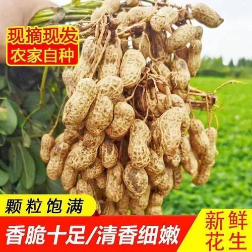 云南新鲜湿花生现挖现发泥花生带壳生花生农家红皮小花生现货