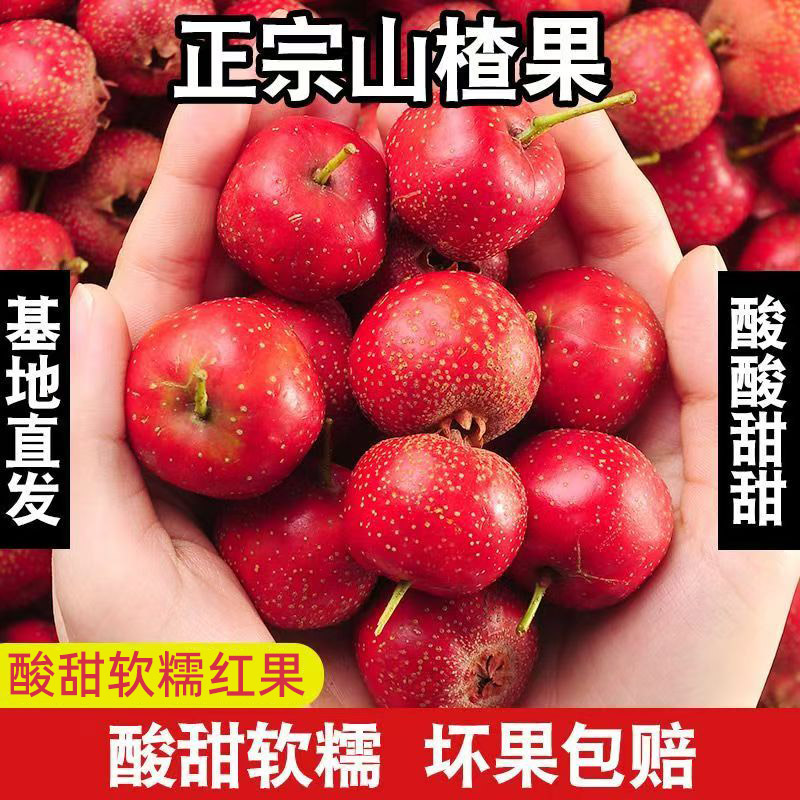新鲜山楂鲜果当季现摘鲜八月红大五棱大金星可做冰糖葫芦新鲜水果