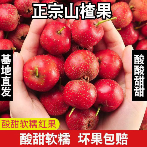 山西运城当季现摘鲜山楂做糖葫芦