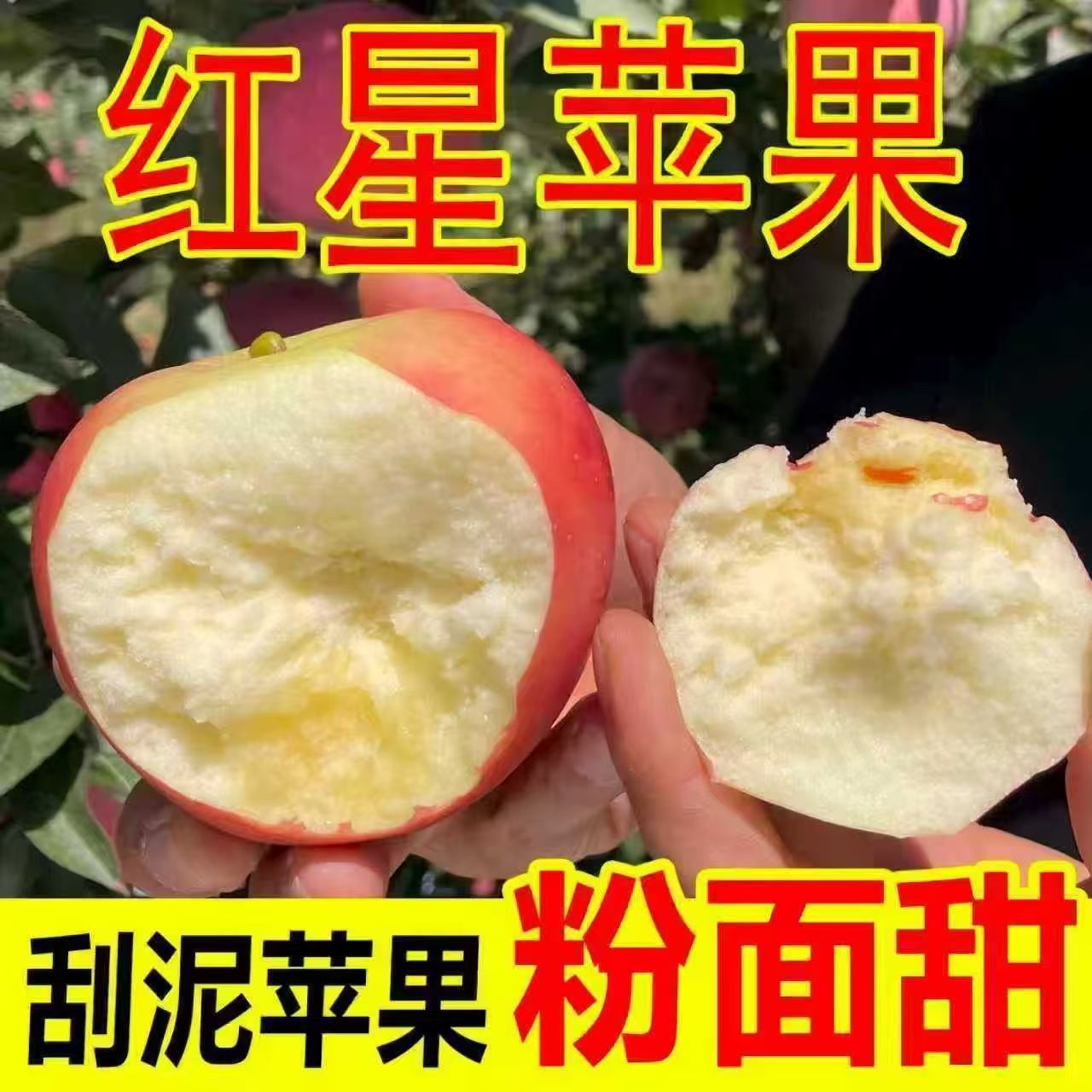 山西红星苹果当季沙甜脆粉面苹果