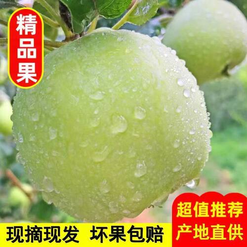 山西运城新鲜青苹果酸脆爽口