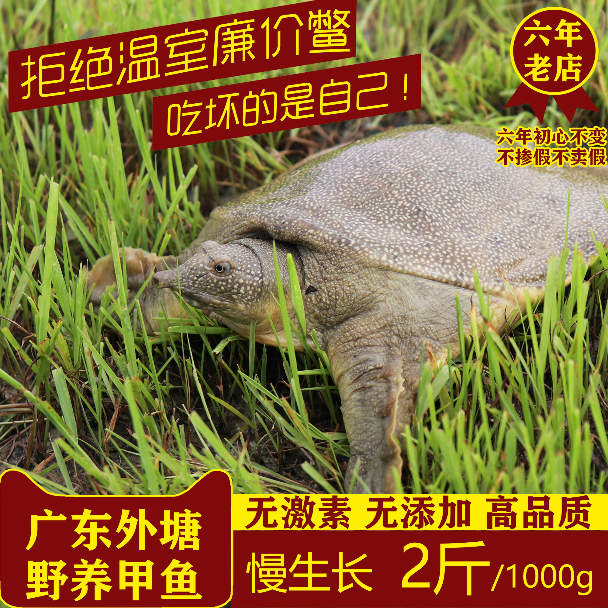2斤大甲鱼活体包邮外塘生态放养老母鳖王八水鱼脚鱼团鱼1000g鲜活