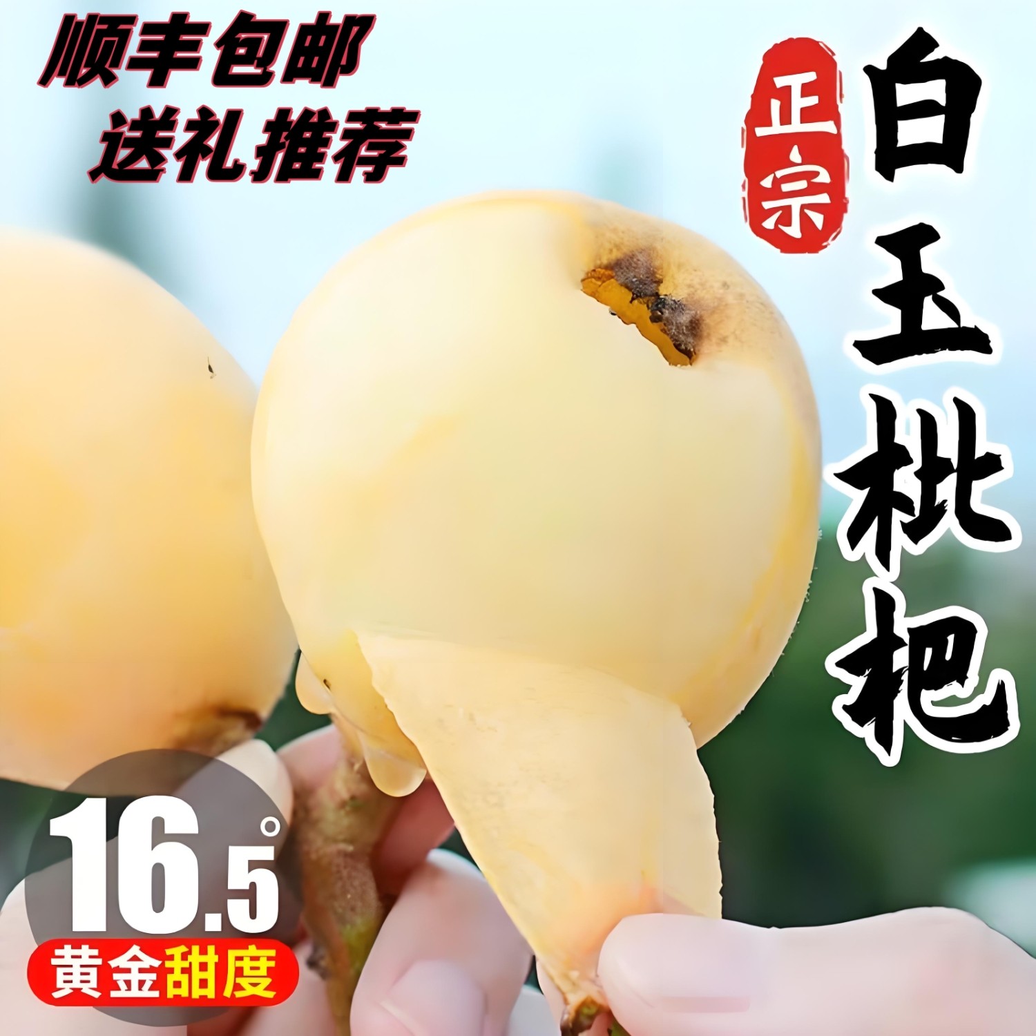 顺丰●福建莆田贵妃白梨白玉枇杷鲜果当季新鲜纯甜水果琵琶5/10斤