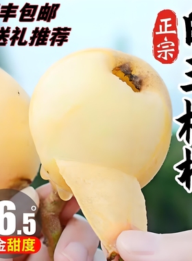 顺丰●福建莆田贵妃白梨白玉枇杷鲜果当季新鲜纯甜水果琵琶5/10斤