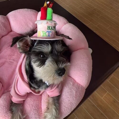 宠物发声玩具生日快乐蛋糕装饰发箍周岁生日帽子派对蜡烛许愿头饰