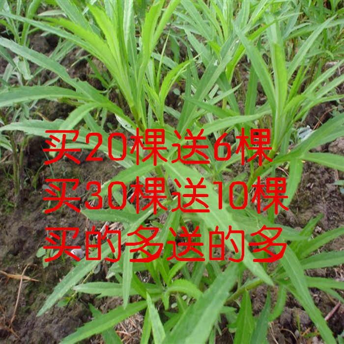 野菜种植基地野菜苗 野生芦蒿种苗 降压菜藜蒿芦蒿芽芦蒿苗包成活