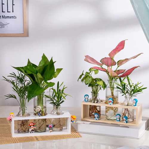 富贵竹水培植物办公室绿植盆栽