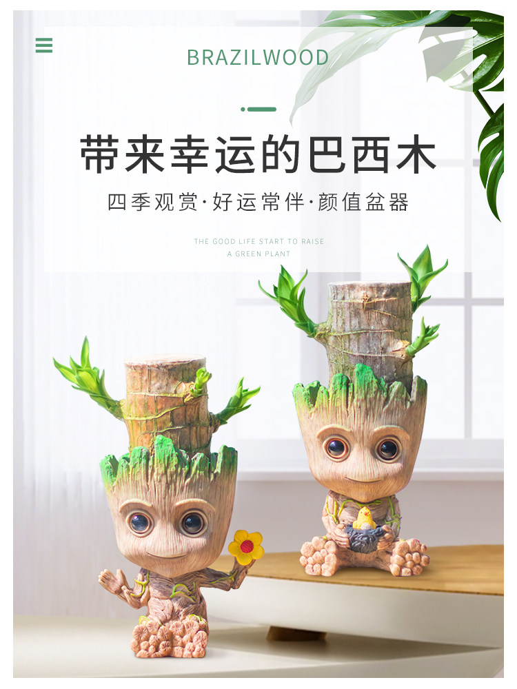 巴西木幸运木开花水培盆栽带发芽精品水养花卉植物格鲁特花盆摆件