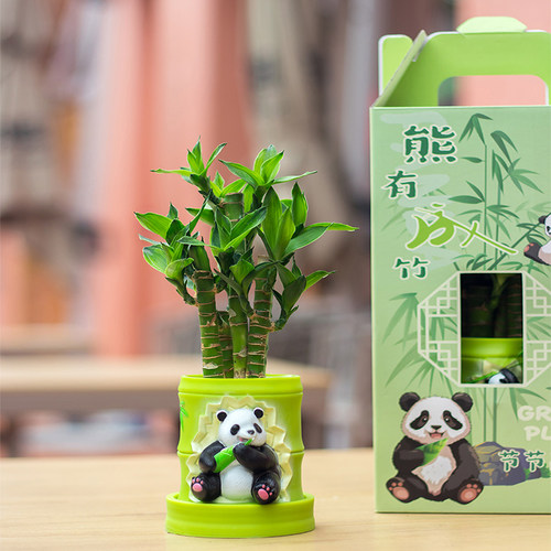 熊有成竹文昌竹4支带根金榜题名