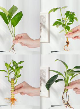 水培植物绿植四季水生裸根富贵竹绿萝吉利红办公室内桌面水养盆栽