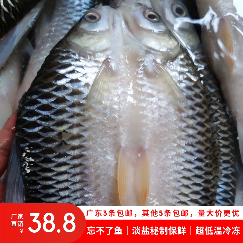 忘不了鱼马来苏丹鱼新鲜冷冻皇帝鱼淡水野果鱼免处理酒店1条包邮