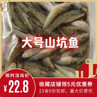 淡水沙沟鱼山坑鱼新鲜冷冻山溪鱼