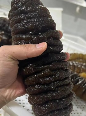 高质量海参螺纹参龙纹参大乌参新鲜冷冻即食水发大海参佛跳墙酒店