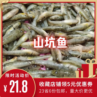 新鲜冷冻山溪山坑鱼餐厅食用水产