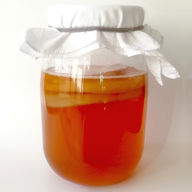 红茶菌正宗菌种胃宝海宝醋蛾子自酿醋饮料kombucha康普茶