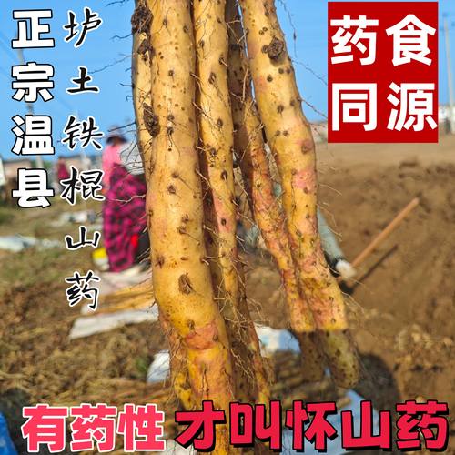 河南焦作温县正宗垆土铁棍山药