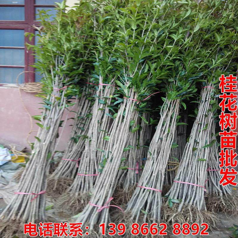 地栽桂花树苗金桂丹桂血桂四季桂八月桂浓香型庭院征地桂花大树苗