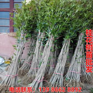 地栽桂花树苗金桂丹桂血桂四季桂八月桂浓香型庭院征地桂花大树苗