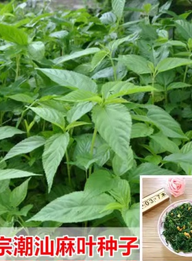 潮汕白麻叶种子 叶用青白麻叶 潮汕特产正宗凉拌麻叶蔬菜种子