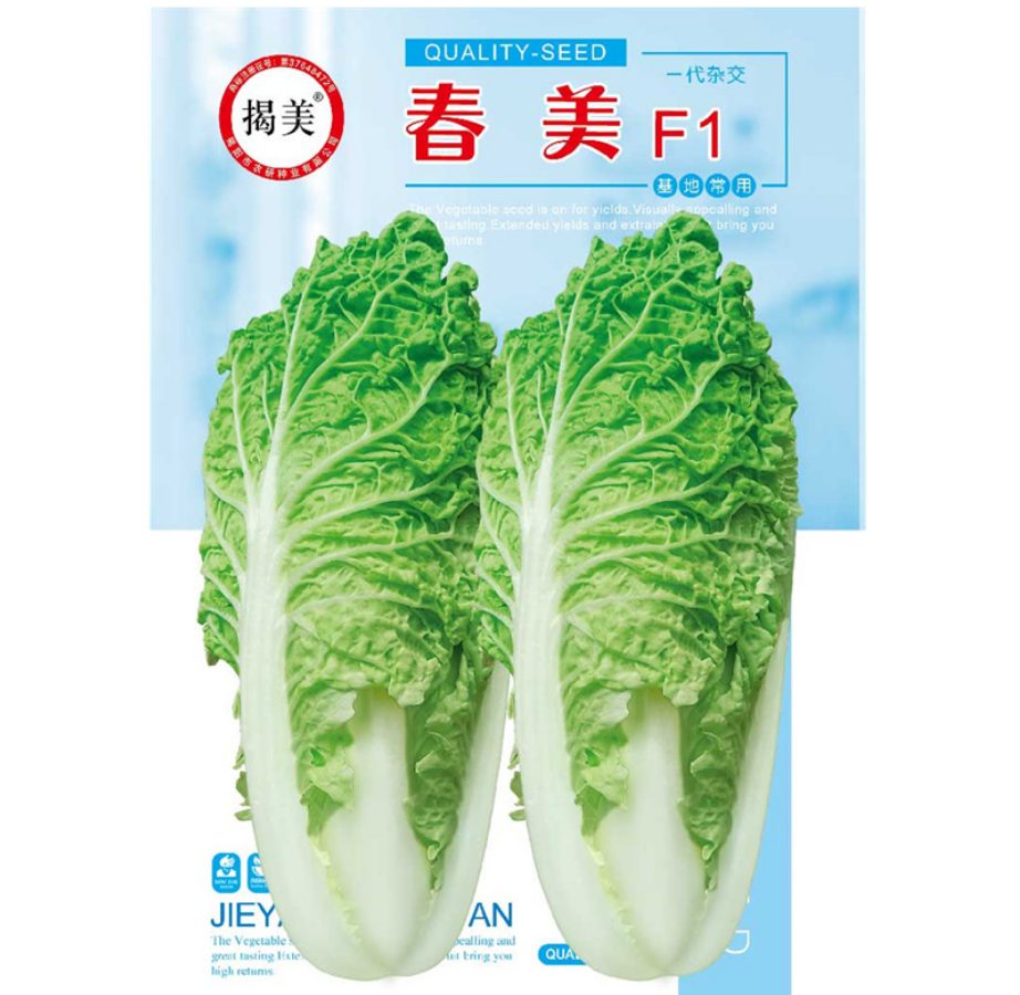 杂交一代金丝白菜种子耐寒金丝皇白 二月白菜 无茸毛品种基地种植