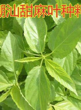潮汕麻叶种子 叶用青 白麻叶潮汕特产正宗凉拌红麻叶蔬菜种子