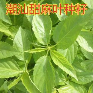 潮汕麻叶种子 叶用青 白麻叶潮汕特产正宗凉拌红麻叶蔬菜种子