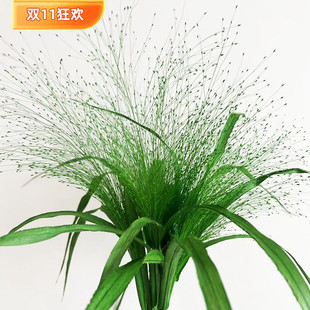 【喷泉草】永生喷泉草不凋花自然植物 拍照道具装饰DIY插花束