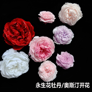 永生花牡丹芍药奥斯汀手工开花真花高级感花diy玻璃罩亚克力礼盒