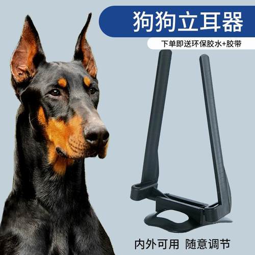 狗立耳贴奕德德牧立耳架