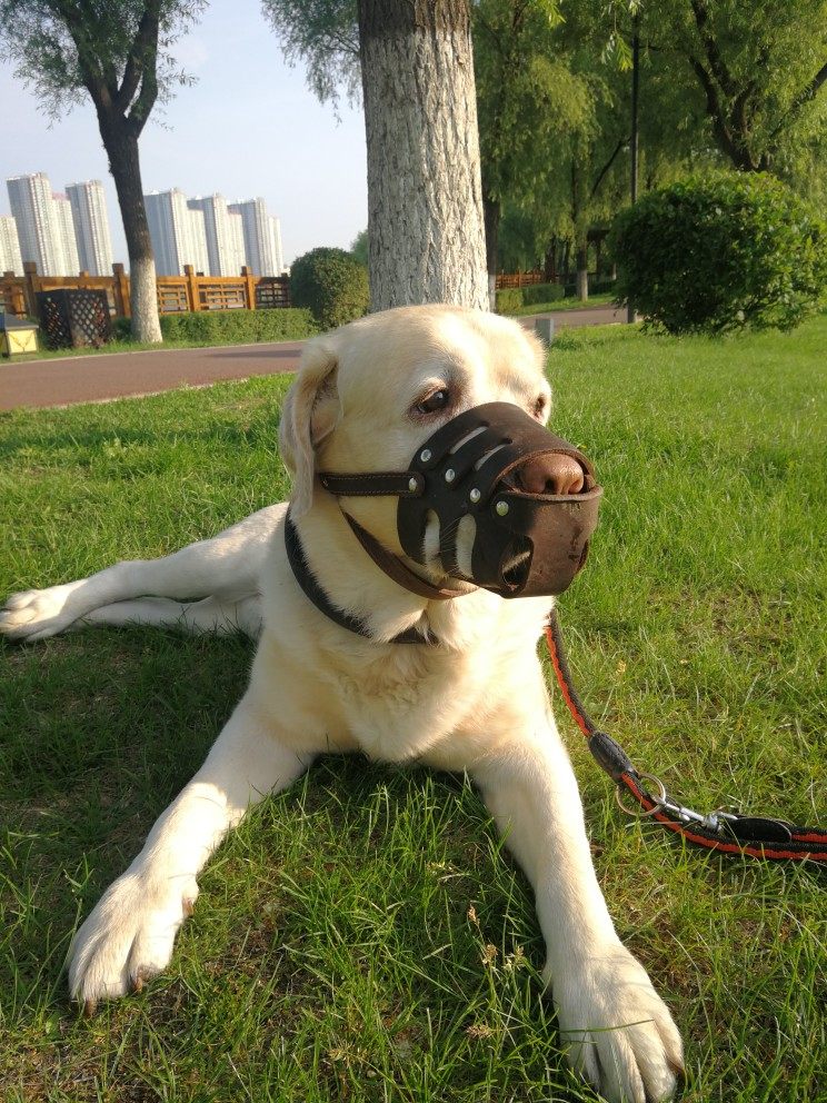 牛皮狗嘴套口笼防咬大型犬真皮狗嘴套口罩罗威纳嘴套德牧藏獒口笼