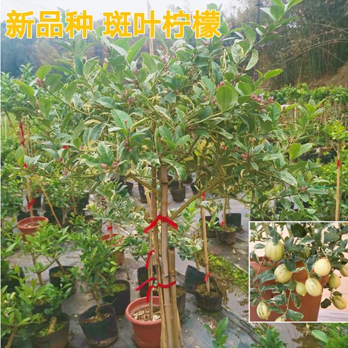 斑叶柠檬树粉红柠檬花叶锦叶高杆柠檬树苗棒棒糖树形果树苗植物