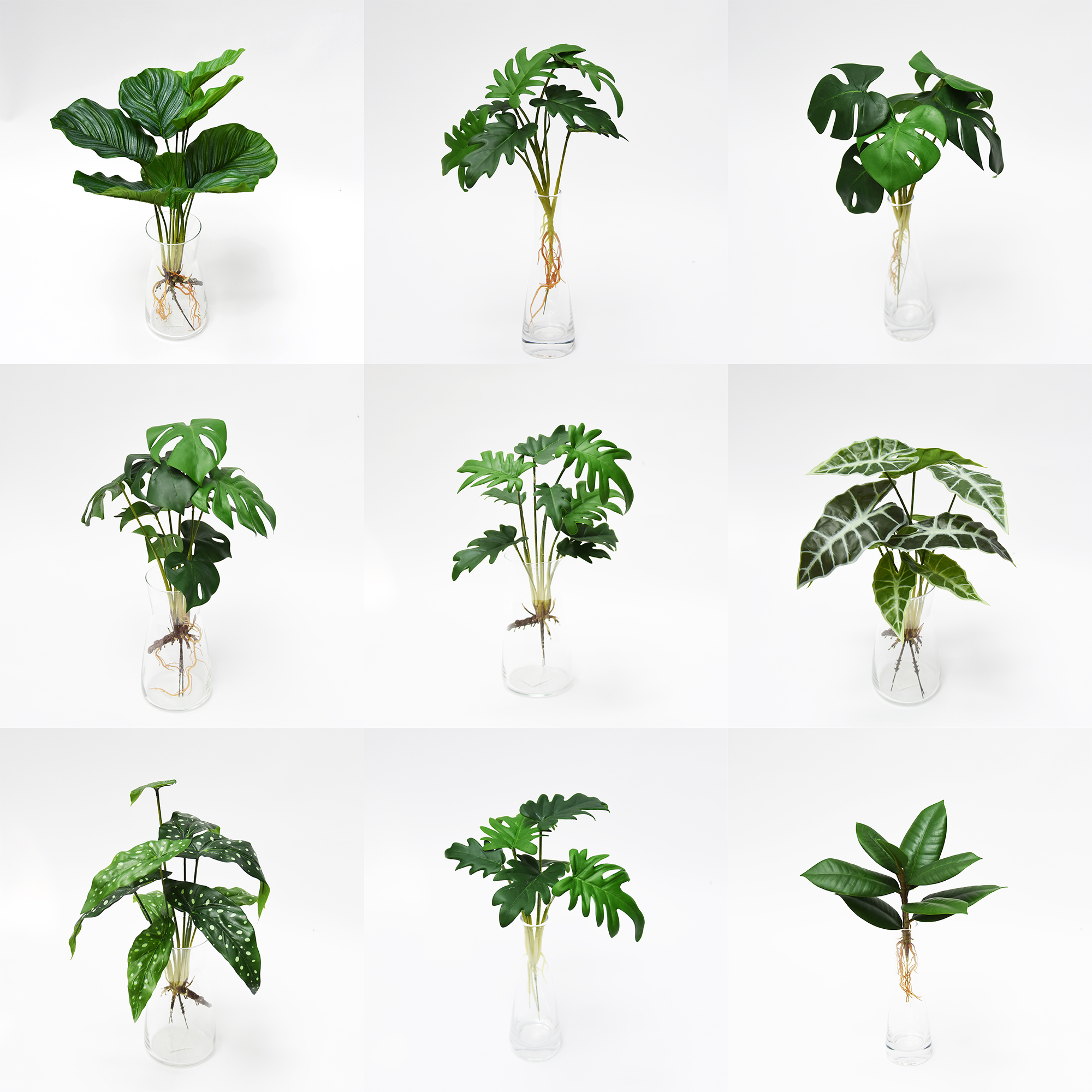 精致绿植盆栽叶高品质叶子