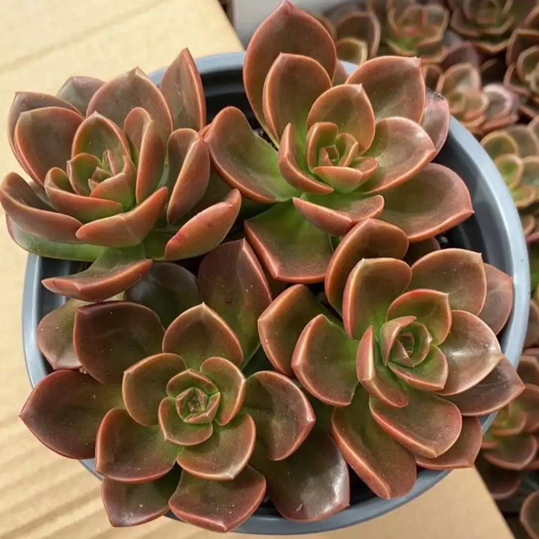 巧克力方砖 多肉植物组合盆栽穴盘苗无根砍头苗种苗小苗花卉新手