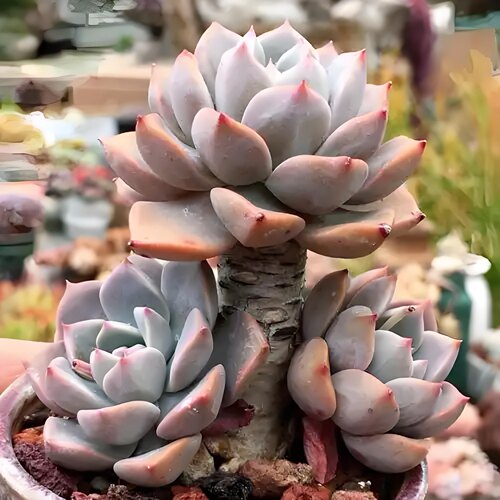 5个红粉佳人 多肉植物无根砍头苗种苗有根穴盘苗小苗盆栽容易露养