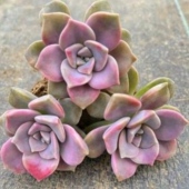 25.8元 6cm 紫乐 多肉植物砍头苗无根砍头苗种苗肉肉 100颗 经典