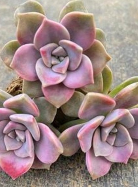 25.8元100颗！经典紫乐 多肉植物砍头苗无根砍头苗种苗肉肉 3-6cm