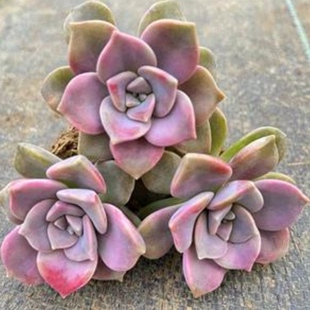 25.8元100颗！经典紫乐 多肉植物砍头苗无根砍头苗种苗肉肉 3-6cm