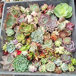 120种 41-80号 可以自选 多肉植物无根砍头苗肉肉种苗盆栽易养活