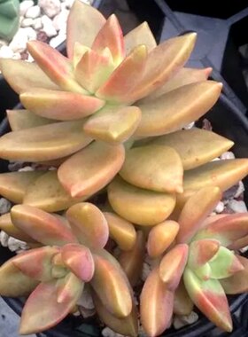 100个15.8元！铭月 多肉植物无根砍头苗种苗有根穴盘苗小苗盆栽