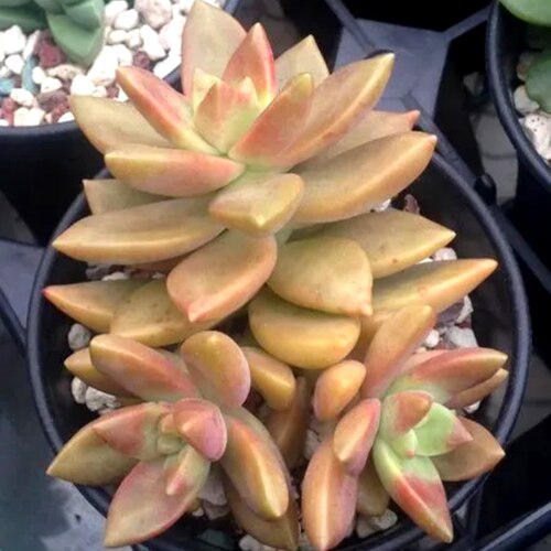 100个15.8元！铭月 多肉植物无根砍头苗种苗有根穴盘苗小苗盆栽