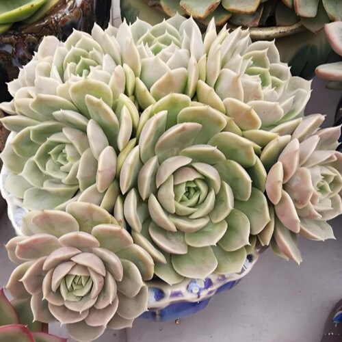 5个昂斯诺 莲花座多肉植物稀有贵货穴盘苗无根砍头苗种苗小苗盆栽
