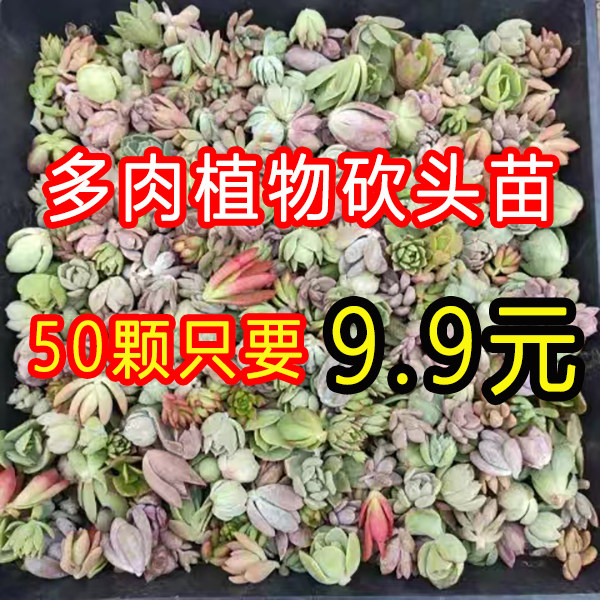 超值！50颗9.9元！多肉植物无根砍头苗肉肉种苗小苗组合盆栽特价