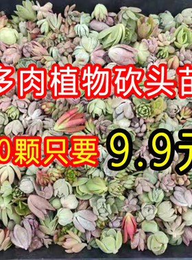 ５０颗仅９.９元！多肉植物无根砍头苗肉肉种苗小苗组合盆栽特价